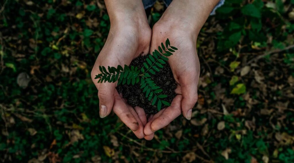 Two hands cupping some soil with a small plant growing in it