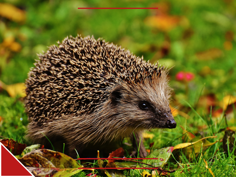 Hedgehog